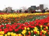 충남 태안 봄꽃축제, ‘봄 맞이 설렘 가득