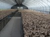 농작물 소득 16% 상승…양송이버섯 소득 가장 높아