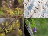 천리포수목원-유한킴벌리 그린핑거, 멸종위기 식물 보전 나선다