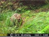 고양이과 마지막 맹수 삵, 태안해안국립공원 내 실체 최초 확인