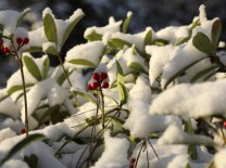 눈 내린 천리포수목원에 ‘납매’ 개화