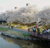 해미벚꽃축제 기상악화(강풍, 우천)로 4월 13일로 개막식 연기