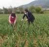 마늘 4~5월 생육관리가 수확량 및 품질 결정