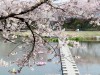 ‘해미벚꽃축제’ 올해 취소! ‘벚꽃엔딩’
