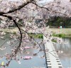 ‘해미벚꽃축제’ 올해 취소! ‘벚꽃엔딩’