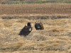 몽골서 날린 천연기념물 독수리, 천수만서 발견