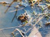 경칩(3. 5.)에 겨울잠에서 깨어난 개구리