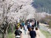 ‘해미벚꽃축제’ 3년 연속 취소